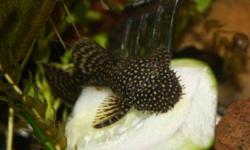 Juvenile Bristlenose Plecos Albino & Starlight
I have lots for sale they are Â½ to 1 inch in size. These are the ones that stay small the three that I have are two and half inches long, they do a great job of keeping you?re aquarium clean.
Selling for 2