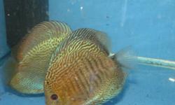 I am bringing in some juvenlie discus . As soon as this weekend/early next week. They are 1.5-2" unsexed. I can bring up to 20 at a time and the price is $45 each which includes shipping. Half the price of a pet store and from a trusted Canadian Breeder!