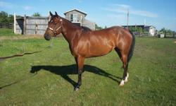 Baby is a 2003, bay, registered Quarter Horse mare.  She baths, farriers and loads well.  I am selling her as a broodmare because if she is worked she will be sore.  She is HYPP N/N.  She is a flashy mare that deserves to be used in some way.  She has had