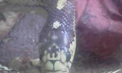 i am selling our almost four foot kingsnake. he is approx 6 years old i have had him for a year reason for selling is dont have as much time for him he comes with everything he needs tank..water dish bedding and heat rock ... AWESOME SNAKE around kids!!!