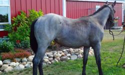 FOR SALE
Registered AQHA Yearling Filly
This girl is gonna be one tank of a lady when she gets older. Her dam is as black, big, thick and docile as they come. Her sire, Boons Feature Pick, is a blue roan and is the most easy to work with stallion, very