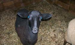 MALE LAMB IN TACT FOR SALE , ONLY KEEPING FEMALES.
    $ 80                 PLEASE CALL 613-478-3579.