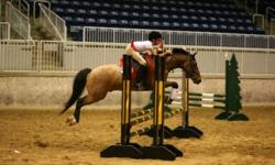 Gemini is a been there done that large pony. He is 9 year old QHxWelsh, 14.1hh pony. He's done it all! Whether you want a childrens pony or a large pony hunter, Gemini is your pony! He has shown on the SW Trillium Circuit in the Large Pony division and