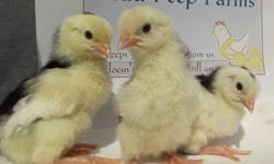 We have several varieties of chicks available.  Those listed below are ready and available now.  All breeds are pullets (except as noted) and have been vaccinated against Mareks (except bantam breeds) and the day old costs are between $6 & $10 depending
