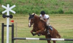 Large 7 year old Welsh Cob Quarter Horse cross gelding, shown successfully both hunter and jumper. Jumped up to 3'6'', can easily go higher. Hacked over long distances, beautiful personality and willing to work. 14'2'', passported and registered. Dark