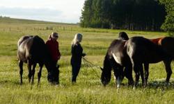 Save Big on Girls Riding Camps for 2012 at Wildhorse Mountain Ranch in Alberta
Register and pay for a camp by Dec. 30 and get $65 - $80.00 off the price of a camp: Call 403-729-2910 for details
LOTS of horse time!
Looking for girls 12+ We provide awesome