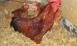 Laying hens are sold.
12 month old RIR rooster. $5.00.
2011 hatch meat rooster $5.00. Was being used for breeding.
2011 hatch RIR/Jersey Giant/? cross. $5.00 White rooster.
RIR/ISA brown eggs for hatching or eating. $3.00 a dozen.