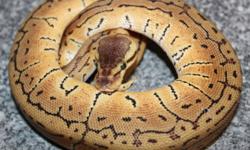 Have this awesome looking Lemon Blast Female ready for a new home. Feeding weekly on frozen thawed with no issues. Email, phone, or drop by the shop.
$800.00 obo
Winnipeg Reptiles
6-1692 Dublin Ave
Ph. 632 6614