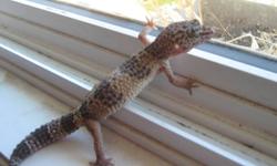 i have a 1 year old leopard gecko but what i don't have is enough time to care for my gecko.125$ o.b.o, please call me at 403 309 1987 and ask for Joe. call after 4 pm