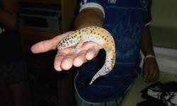 im selling a leopard gecko with cage and rocks we want a good home for it if you are interested in it please call 519-208-0661