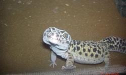 Friendly Adult Male Leopard Gecko, included is 10 gallon tank, Heat Lamp,
3 Hides, water bowl & decor.
 
Call Jeannie if interested at 647-720-0768 price neg