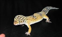 He is a very friendly male leopard gecko.  He is eating crickets, meal worms and wax worms.  He is a very large male and weight approximately 79 grams.
I have decided not to breed and this is the only reason he is for sale.  You would need to have an