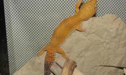 Leopard Gecko Pair (Penticton, BC). Two hand-tame leopard geckos; male and patternless female. 55 gal tank, heating pad, aquarium lights, live plants in aquarium, hides/dishes/etc. Waterproof tank can be converted back into an aquarium (will send all the