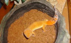 Perfect for Christmas!! Very easy to care for, great first pet.  Male and female Leopard Geckos. 1-2 yrs old. The male is a shtct, (quite rare) the female is a carrot tail. Both are plump and healthy. Eat crickets daily and have the occasional snack of