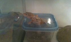 I have three sets of Leopard Gecko's for sale.
I will sell them seperately for $50.00
As pairs for $100.00 with enclosure, moist hide, water dish, and screen cover.
Or as a bundle, all 3 complete setups, and all 6 Gecko's for $250.00
Please contact thru