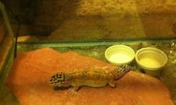 Lepard Gecko for sale with heater and a big aquarium.  Also comes with other decorations.  Just $75.00 or best offer.