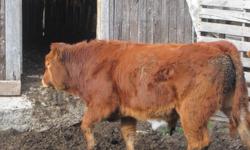 2 Limo horned bull calves. Can be upgraded to fullblood at buyers expence
1 calf born in Mar. 2011
1 calf born in April 2011
Thick, quiet, and well muscled. Reasonably price.
Low 80lbs birth weights
Contact Denver Cassidy at 6134781578 or by email