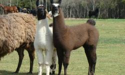Beautiful Llama youngsters from 2011.   All colors.   We have 2 nuetered males, one intact male and 2 females.    These are quite friendly and have numerous possibilities.   Llamas for pets, for Guarding home or livestock, for their lovely fleese (wool),