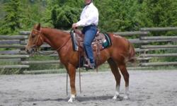 Snoopy is a 4 year old AQHA gelding that has just been begging us to find him an adventurous little rider.  He has 6 months of professional training on him and is just so much FUN!!!!  He needs a little boy or girl around 10-12 years old that knows how to