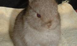 Hi there. Recently our bunny passed away, and we would like to get another. We already have the cage, bedding, home and food. I am a stay at home mother so I have lots of time. We love Lionhead and dwarf bunnies. If you have a bunny that you'd think would