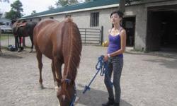 I am 16 year old girl named Caitlin an horses are my life i have been around horses my hole life i have i can walk trot cant.er an i just started jumping i just want to be with them all day i am part boarding an also been involved in a lease i have been