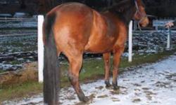Or maybe a mare that you could gymkana and do arena work with as well for an all-round project?
Then this may be just the mare for you!
 
10 year old AQHA mare. Little Britches as well as High School Rodeo (barrels, poles, goats) and solid 3-D barrel