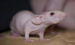 Im looking for a baby female dumbo or hairless rat. any female rat you have please email me at mailto:miguel.pet@hotmail.com with information thanks