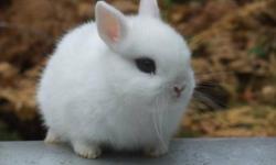 Hi,
wondering if anyone has a male or/and female dwarf netherland bunny.