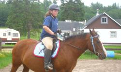 Hi, im a 12 year old girl. I've been riding since i was 3 years old and i'm obsseced with horses. Please note that I will be bording at my riding teachers witch is just 15 minutes away from my place. This horse will be put in a wonderful home with lots of