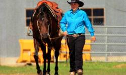 I have a 6 year old grade quarter horse mare. I am offering to put her on a lease due to the fact that i am 5 months pregnant and wont have much time to ride. She has been used in open shows english and western, she has never lost a western pleasure class