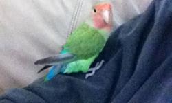 Hi we have a love bird for sale with cage. Just no time for him. Our schedules have changed an he's not getting the attention he needs
This ad was posted with the Kijiji Classifieds app.
