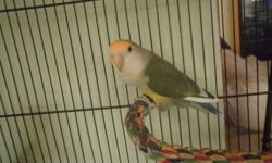 Am selling my beautiful love birds with a new Vision210 cage and all accessories. I also have a breeding cage for sell too. I have two white face pied love birds that are semi tame and will make good breeders. Am only asking for $100. Asking $40 for the