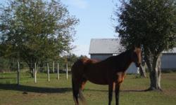 Lucy is a 16 year old standardbred mare, she is registered. By falcon Seelster. Lucy never raced but has had 4 foals who did race. 100 % sound, no vices. She is broke english and western. Very quiet and willing.This mare is bombproof. Many hours trail