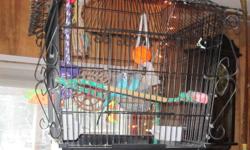 For Sale 2 beautiful Blue Budgies one male and one female
Comes with Cage toys and food 150.00 obo