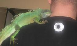 Hello All,
 
We have a very friendly 3 year old male chinese water dragon for sale. Bubba is very friendly and loves hanging out on your shoulder for a snooze or just chilling on your back while you do your house work or watch TV. He comes with his home