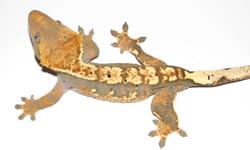 I currently have a Male Crested Gecko for sale. He is a Harlequin Dalmatian with a partial pinstripe and is around a year to year and a half old. He is currently 45 grams, still has his tail and is in perfect health. I feed him Rapashy, Clarks diet and