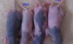 These little boys and girls range in price from $15 - $25 depending on what one you choose.  They're being handled daily and are very healthy.   They are being offered by Blue Moon Rattery.
www.rat-tastic.webs.com
Attached are also photos of mom Nala, and