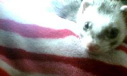 I have to give up my ferret, I have only recently had him for about a month. I just found out I have a baby on the way and I live in a small apartment... He would be much better off with another family.
He's very friendly, playful and cuddles as well. He