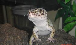Tame male leopard Gecko, likes to be handled. Comes with 10 gallon tank,
3 hides, heat lamp, water bowl & decor. Price Neg.
Call Jeannie at 647-720-0768