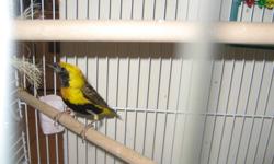 i have a male of napoleon weaver finches, he is beautiful yellow color and healthy, he about 1 year and 3 months old,  i will trade  him for a pair   green back  red face of gouldian finches ( male and female )  ,  or  a female  of yellow back  of