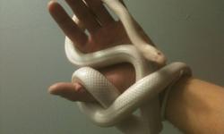 I am sellin my 4 year old male Opal corn snake. He is a pure white snake with hints of pink and will never yellow out. I was planning on breeding him but things have changed so I am selling him. I am asking $200 but I am open to offers and trades for Ball