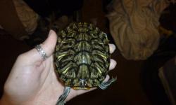 i have a male red ear slider up for grabs. he is 9 months old. he has no health issues what so ever and has a great appitite! i am moving and unfortunately can't bring him with me.
 
he is NOT a novelty item! he needs to be taken care of properly and