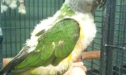 "Merlin" is five years old, a really sweet guy but has some noise issues; please call for more details. Was fully feathered when he arrived but is now fairly plucked as we don't have the time to give him that he needs, but I'm sure he would return to