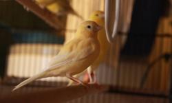 Lovely signing canaries ... females also available (1 only) $50
Contact for viewing...
