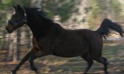 Posting for a friend. 16 year old bay Arabian X Saddlebred mare, very comfy and nice movement. Sweet horse amazing stamina and speed. She is used as a trail horse on the roads, but can do gaming , or jumping, English or western. She has tack for both. She