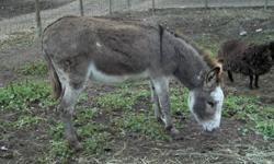 Mary is a very nice jenny donkey. She can be a pasture pal for your animal, or a guardian animal for your sheep herd or your bird flock. Donkeys will help in detering predators from your pasture.