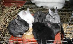 I have several meat rabbits for sale:
A Breeding doe that's jut over a year old and i a proven producer. Has had 2 very successful litters, the last one giving us 9 babies! Shes light gray in color. She is a Flemish giant about 13-14 lbs. ( shes smaller