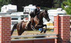 FINDER'S KEEPERS or Tex as he?s known around the barn is a 12 year old black Medium pony (13.1hh) gelding.  Tex is passported and shown the last 2 years on the Trillium circuit in the Short Stirrup and Medium Pony Hunters, qualifying both years for the