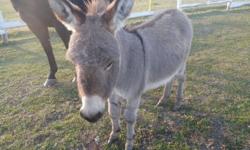 8 month old minature female (Jenny) donkey for sale.
Very friendly- great companion
Great for problem coyotes etc.