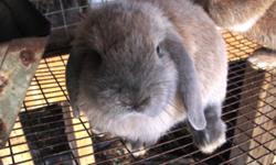 I have two blue mini rex babies, one blue with brown tinge, one torte and one blue harliquin for sale.
I also have one female and one male mini lop. Not sure of the exact coloring, but the female is sort of a greyish torte and the male is very light grey